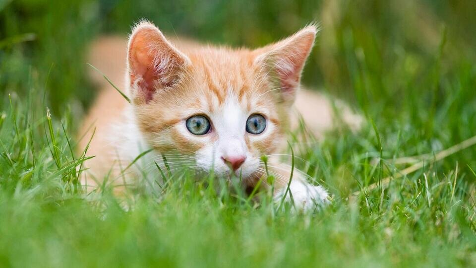 Фото: © Global Look Press/Christian Heinrich/imageBROKER.com