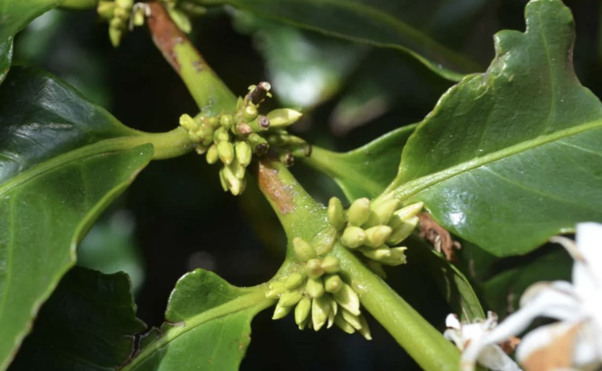 Бутоны на первом этапе развития.