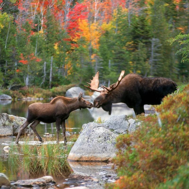 ...и у реки кочумают лоси...