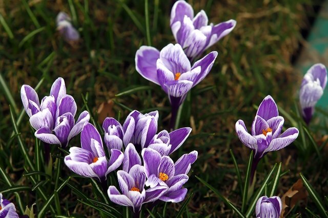    Крокусы.