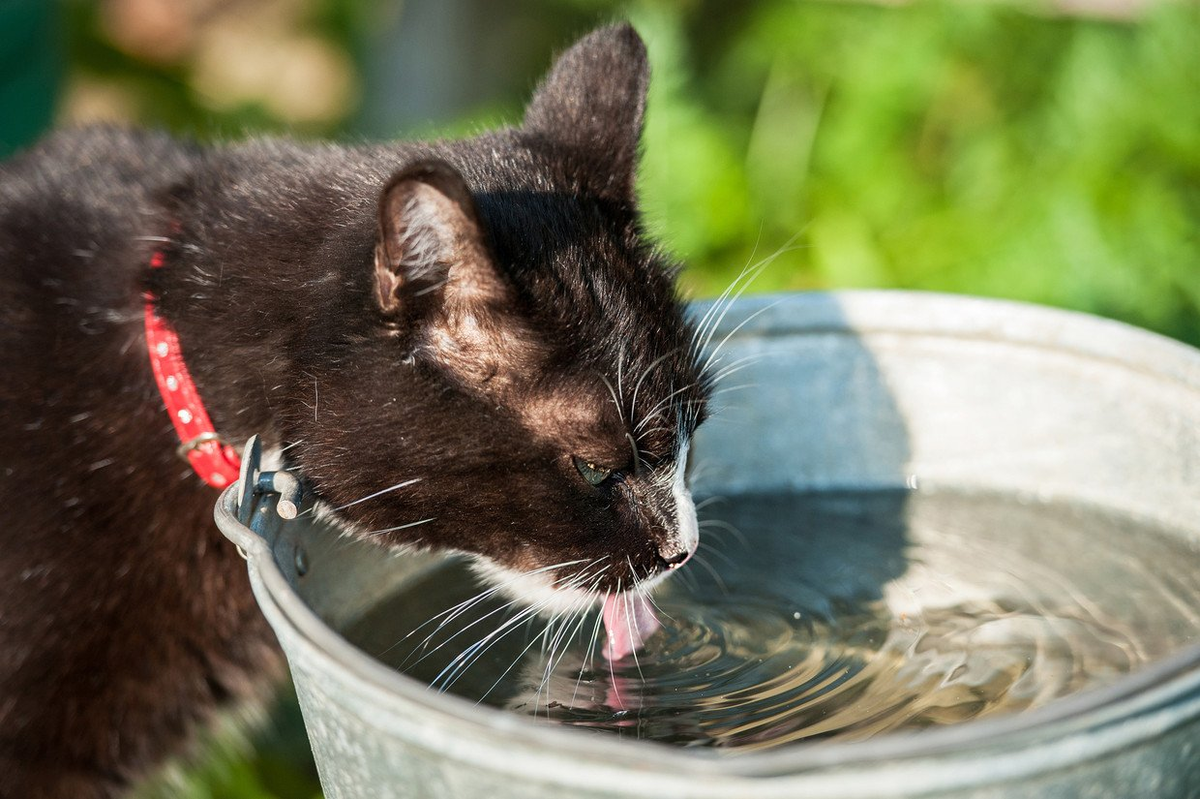 Кошка пила. Кот лакает воду. Кот пьет. Животные пьют воду. Котик пьет воду.