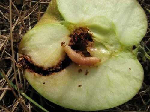 плодожорка жрет яблоко