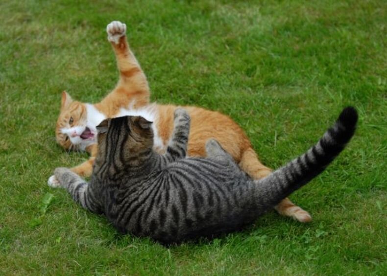 Котята сражаются. Драка кошек. Коты дерутся. Драка котов. Котята дерутся.