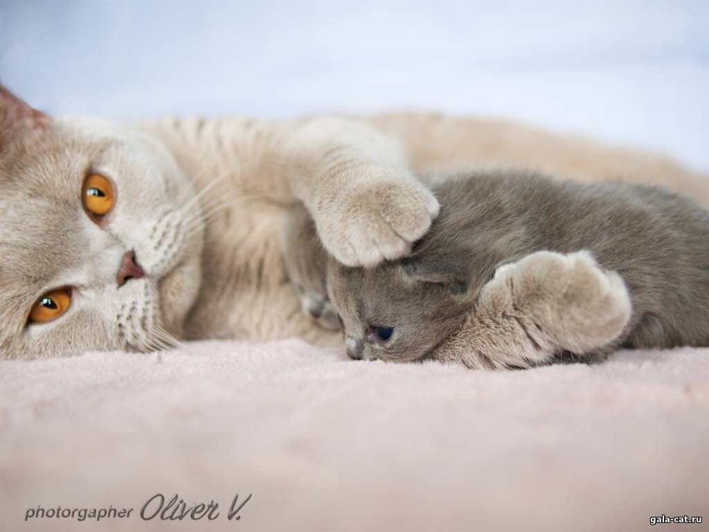 Британская кошка Roxy High Class*RU с котятами