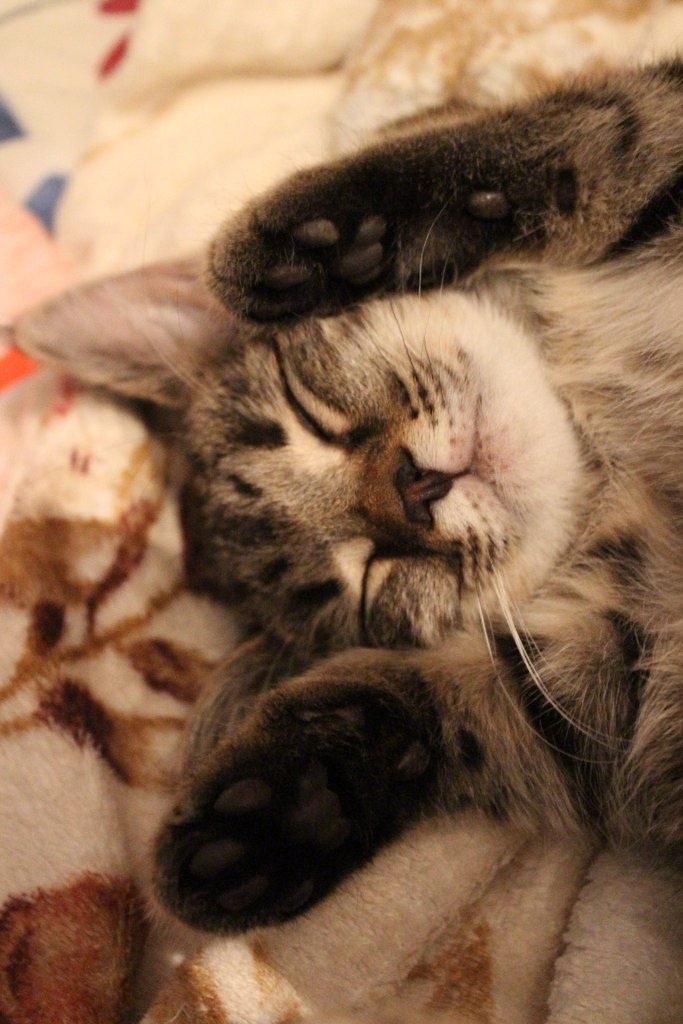 Поработай за меня сама, у меня лапки.