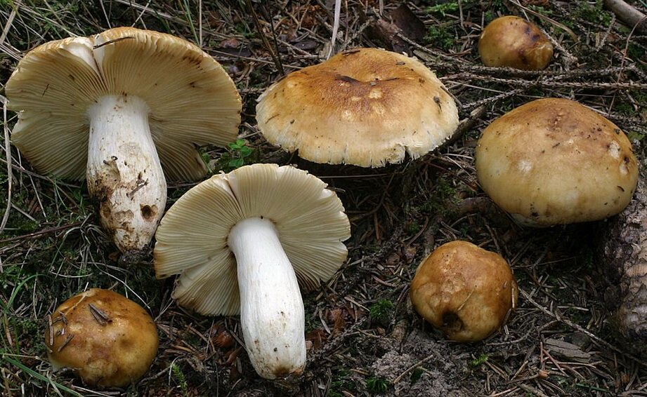 фото из яндекс-картинок. Валуй (лат. Rússula foétens)