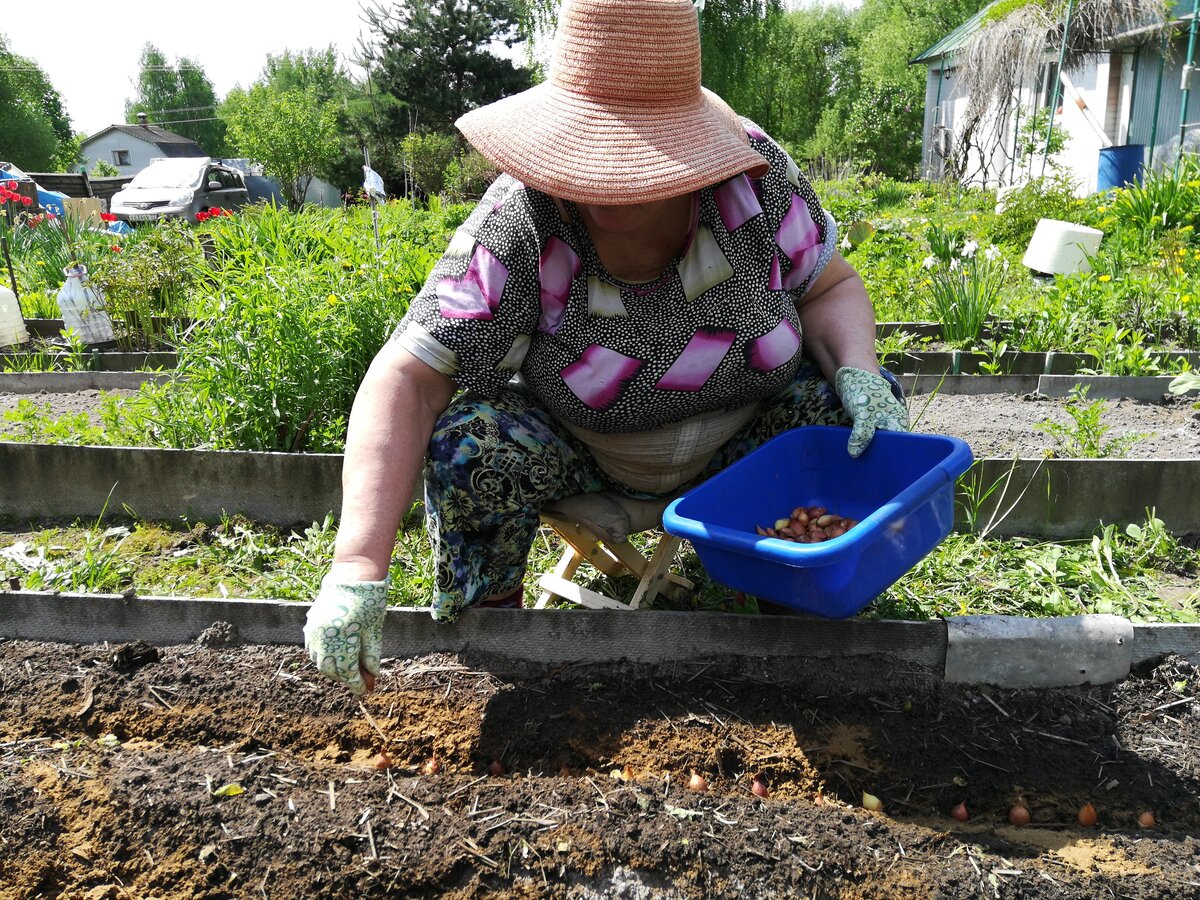 Дачник. Карточки для детей зеленый лук. Сидит бабка на грядках вся в заплатках отгадка. Дети помогают в огороде. Поговорки о луке.