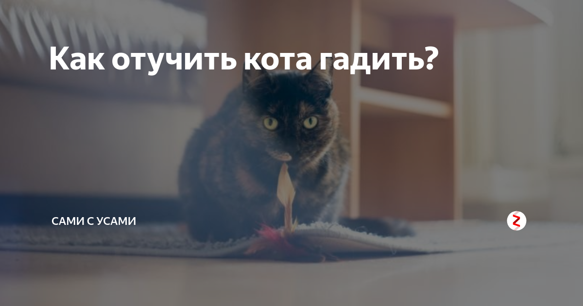 Как отучить кота гадить. Отучение кота гадить. Как отучить кота срать. Как отучить кота гадить в неположенном месте.