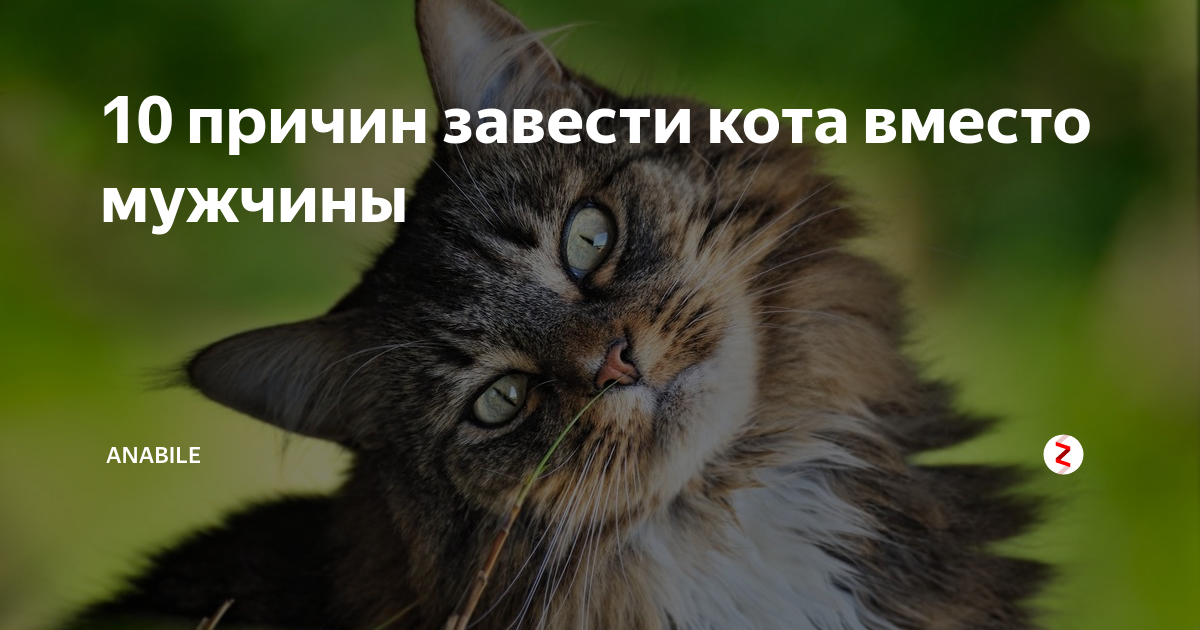 Завести кота. Лучше заведите котика. Причины завести котика. 10 Причин завести кота.