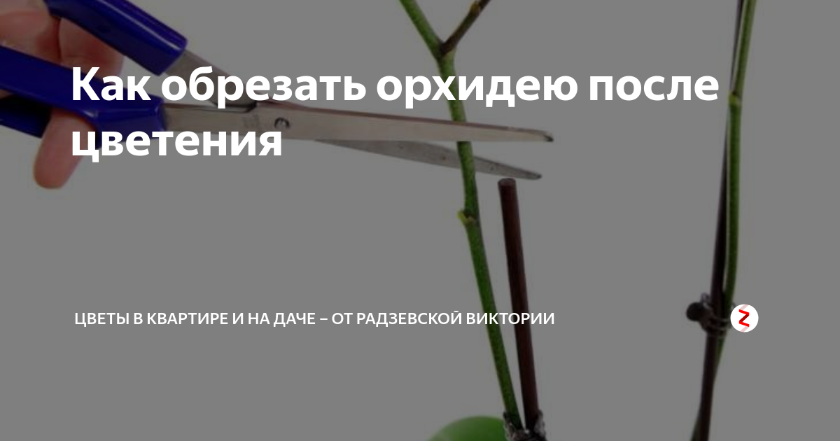 Как обрезать орхидею после цветения фото. Орхидею нужно обрезать после цветения. Как обрезать фаленопсис после цветения. Надо ли обрезать орхидею после цветения.