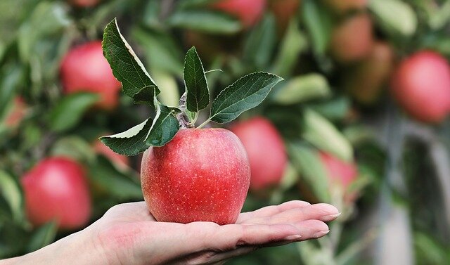                                                                                                  Фото: pixabay.com