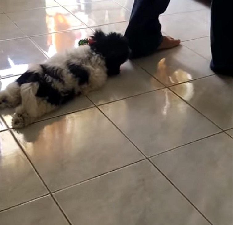 фото: Storyful Rights Management