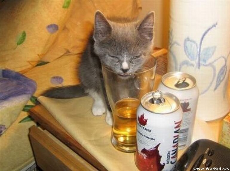 Почему котенок не пьет. Кот с пивом. Котик с пивом.