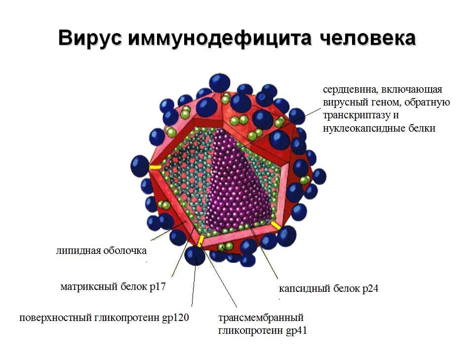 Схема строения вируса иммунодефицита человека и схему патогенеза заболевания