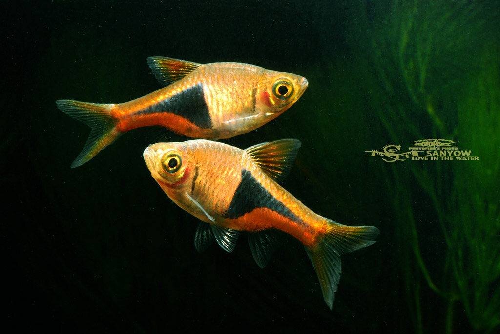 Harlequin rasbora