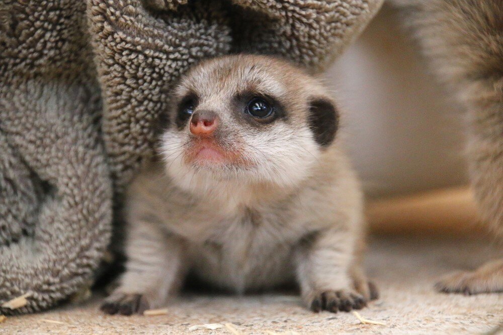 Источник: ABC