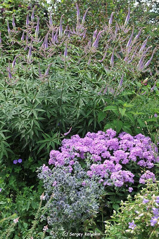 Вероникаструм в садах Херренхаузена, Ганновер, Германия