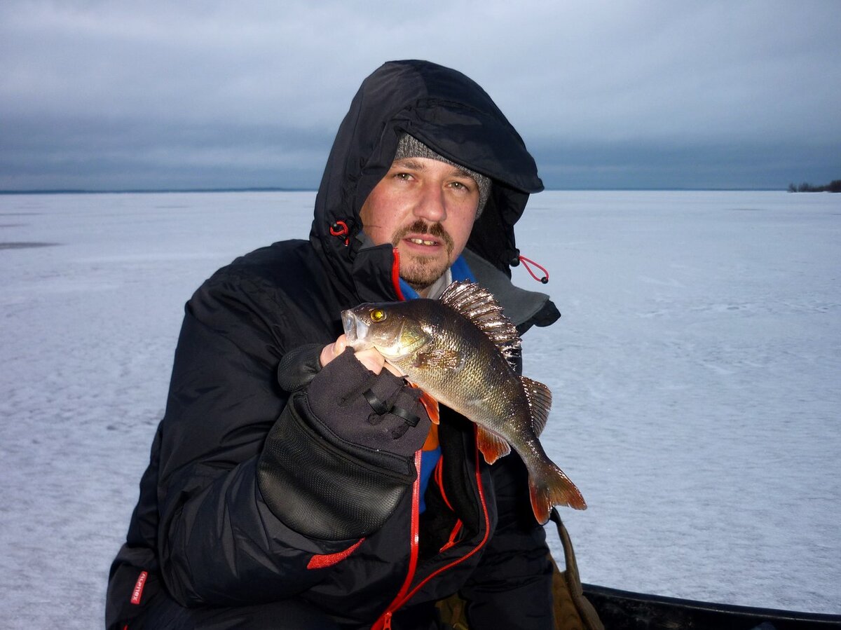 Окунь... Самый популярный объект охоты!