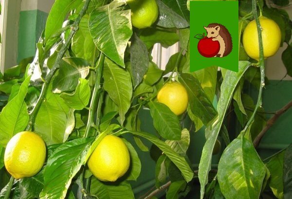 Фото: https://myremdom.ru/upload/vk/img/17490_R0u9L90ATPw.jpg