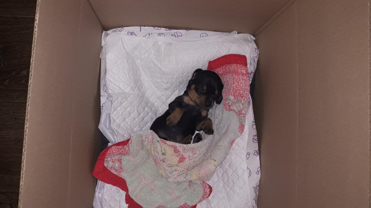 он все ещё спал,когда мы приехали домой