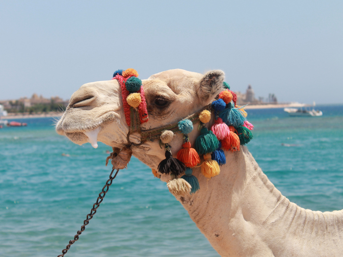 Верблюд в Египте