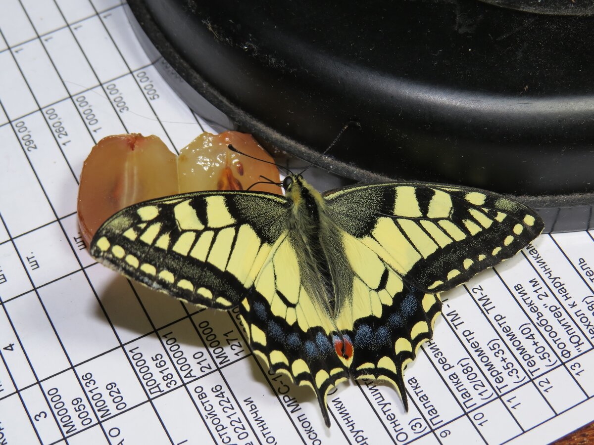 Лимонница голубянка икар желтушка луговая зорька. Посчитай сколько бабочек на картинке. Сколько бабочек. Бабочка омурасаки. Сколько живут большие бабочки.