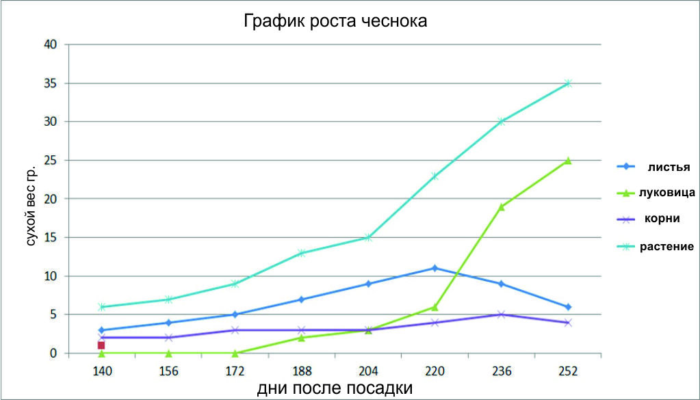 График роста чеснока.
