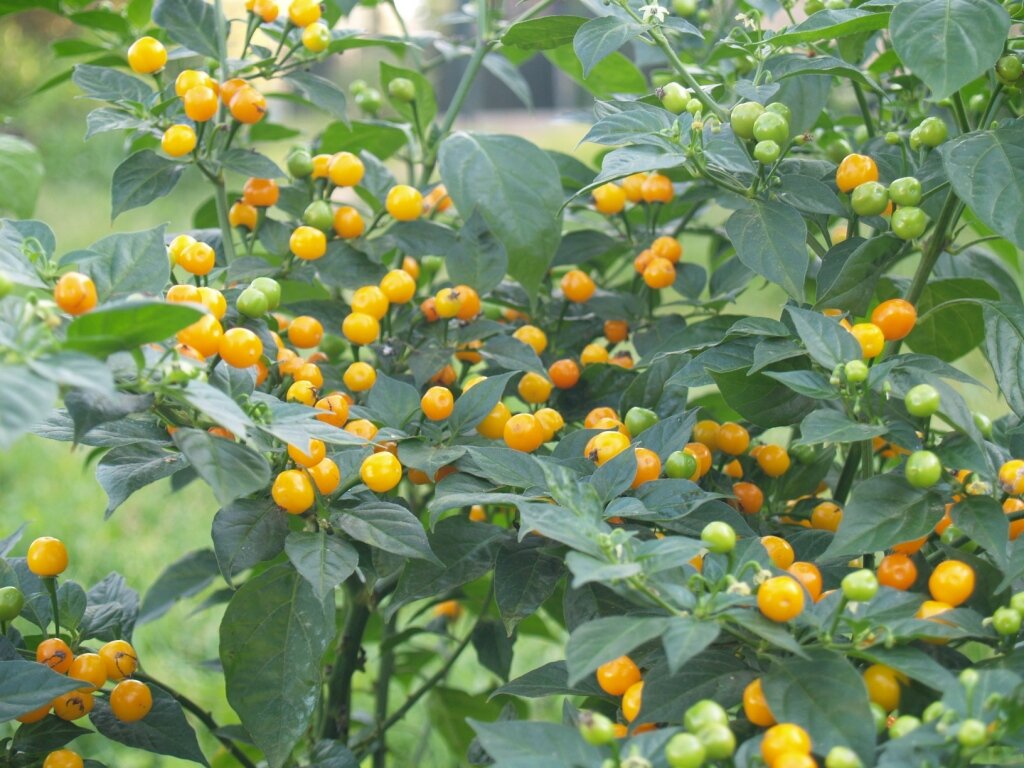 Aji Charapita