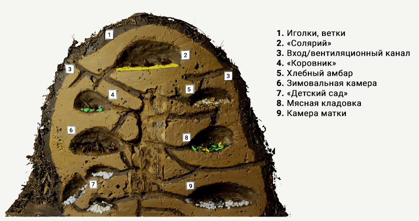 Один из возможных вариантов строения муравейника