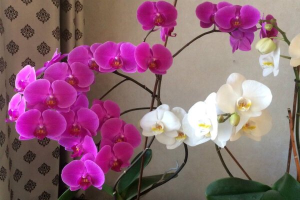 Почему орхидея сбрасывает бутоны и цветки