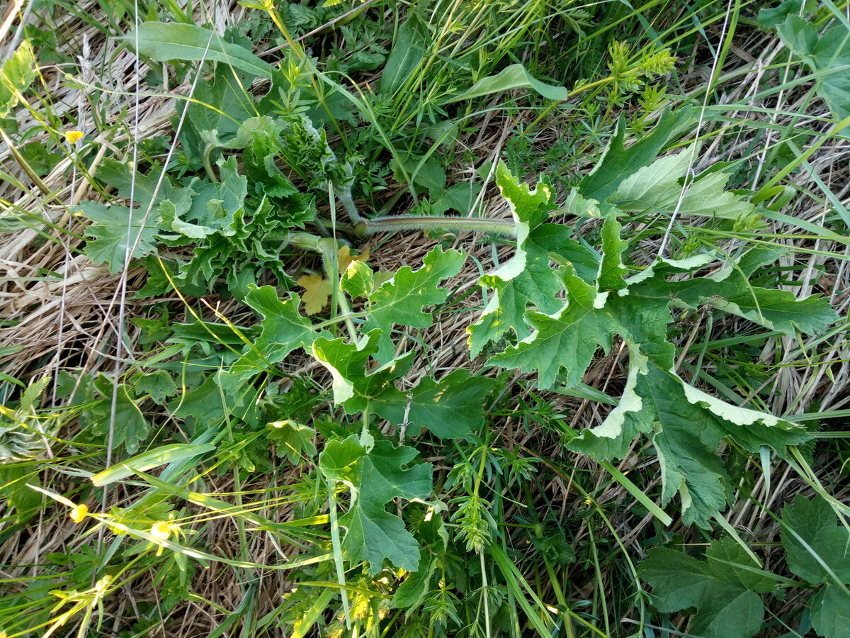 Борщевик сибирский. Фото от 20 мая 2019 г.