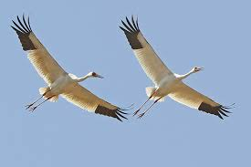 Летят журавли