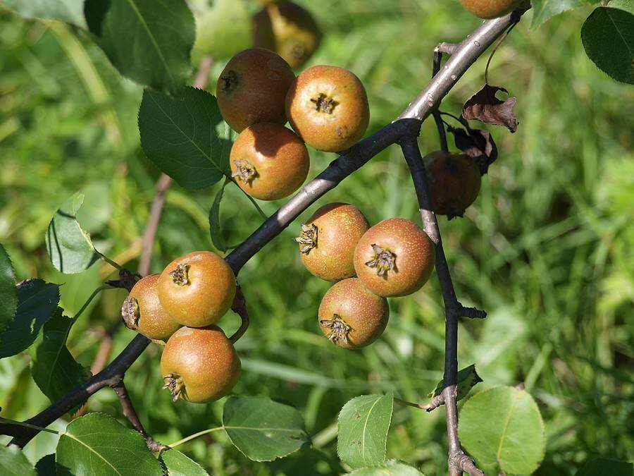 Дика груша. Дикая Уссурийская груша. Груша Уссурийская Pyrus ussuriensis. Груша Уссурийская Pyrus ussuriensis Maxim. Лесная груша дичка.