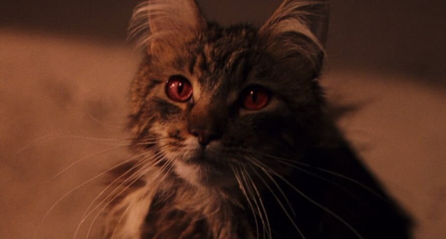 Миссис Норрис