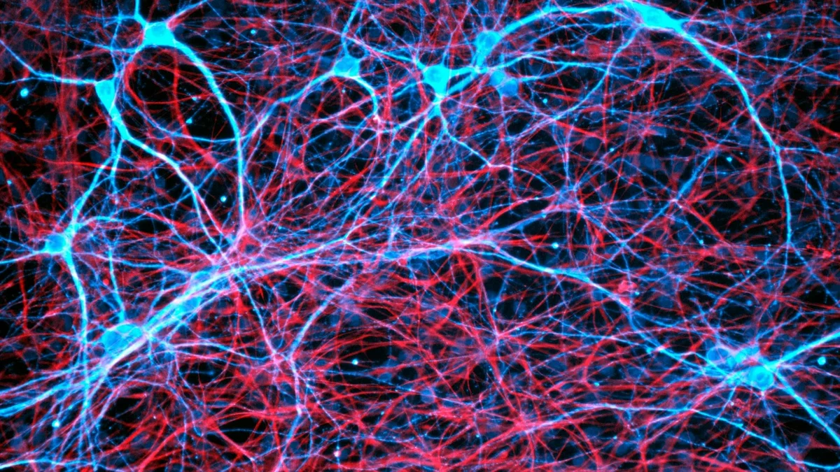 Нейроны головного мозга (размышления на тему)