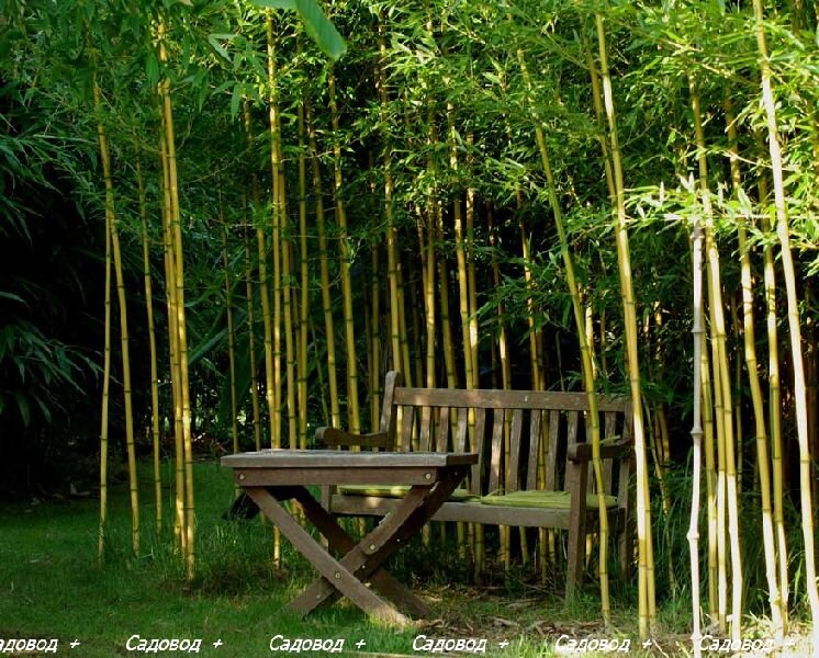 37 интерьеров с использованием бамбука