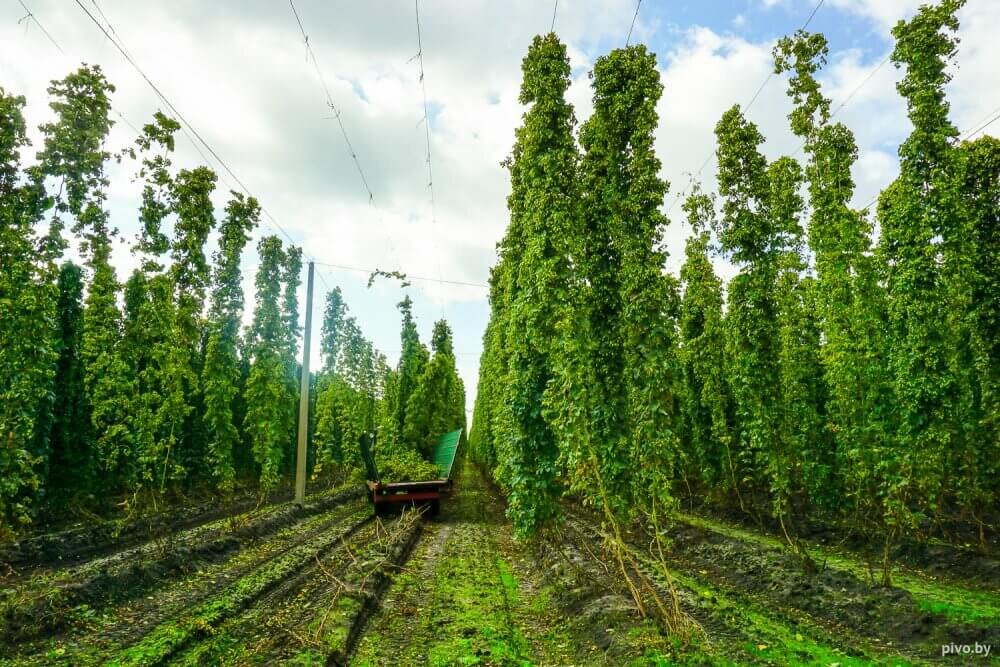 Выращивание и сбор хмеля в промышленных масштабах