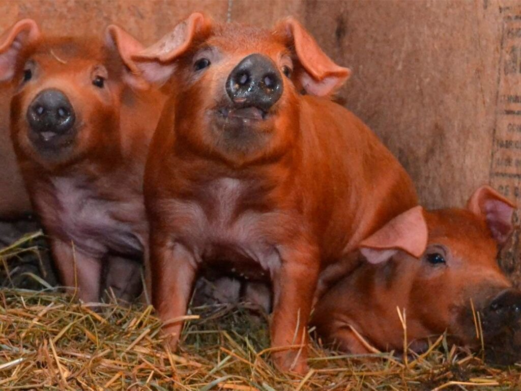 У Дюрков черный пятачок и копыта