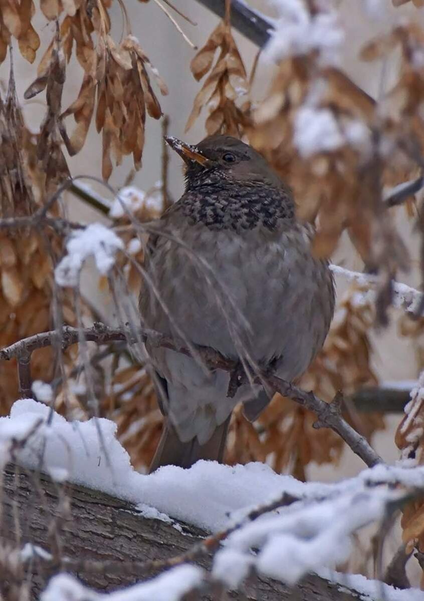 Фото Элинор Пэйт.