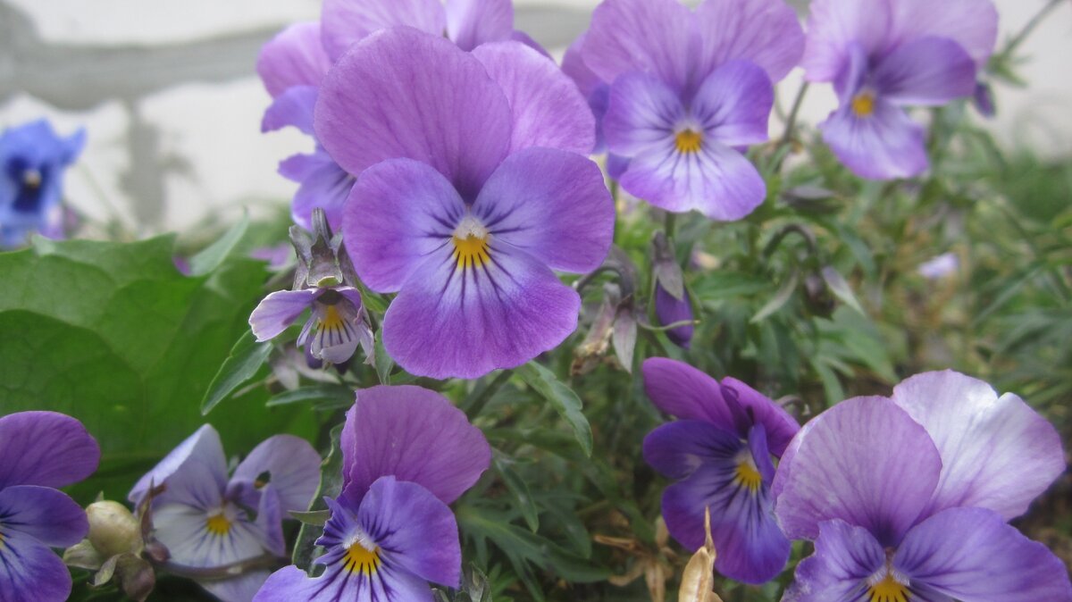 Мои "анютки"