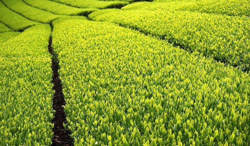 Фото: j_arlecchino/Flickr