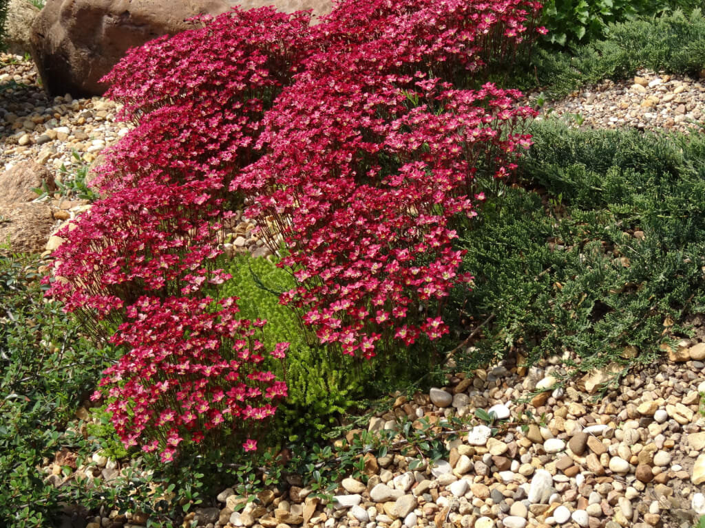 Камнеломка