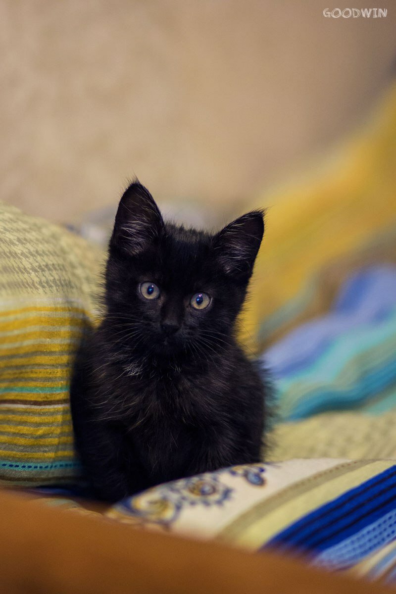 На вид котенку было месяца два