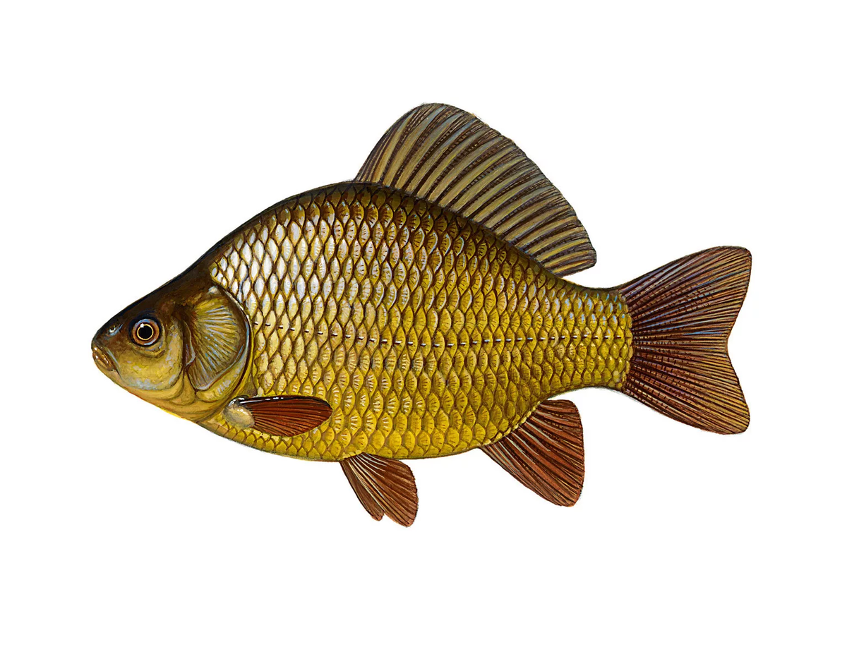 Рыба-это зло нашего времени,в Китае сейчас массовый отказ от нее,ведь 90% больных заразились из-за нее,есть гипотеза,что Китайцы ели обезьян,но это далеко не так!Их рацион это в основном  "Сом",который и стал причиной заболевания жителей Ухани.