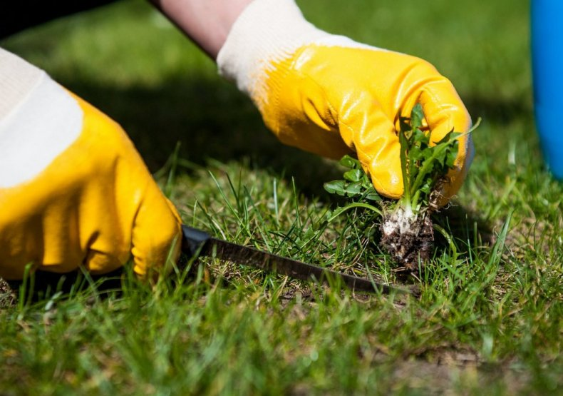 Как сеять газонную траву видео