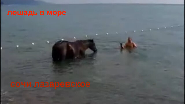 лошадь в море