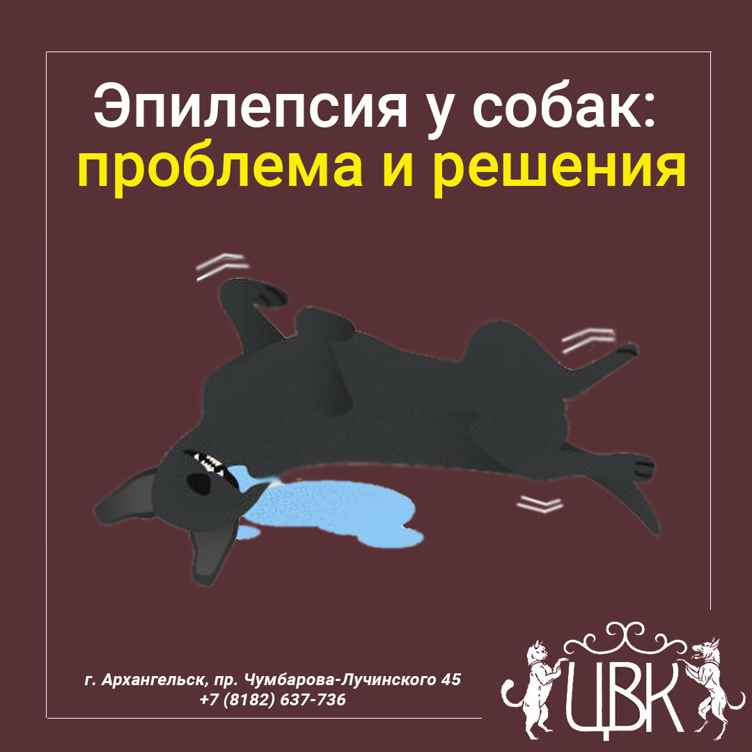 Эпилепсия у собак: проблема и решения
