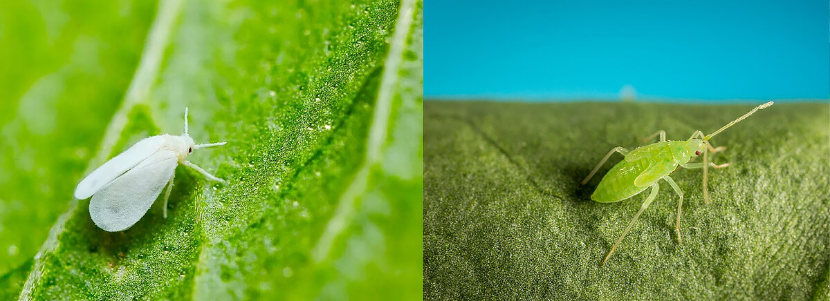 Белокрылка и Мокролофус