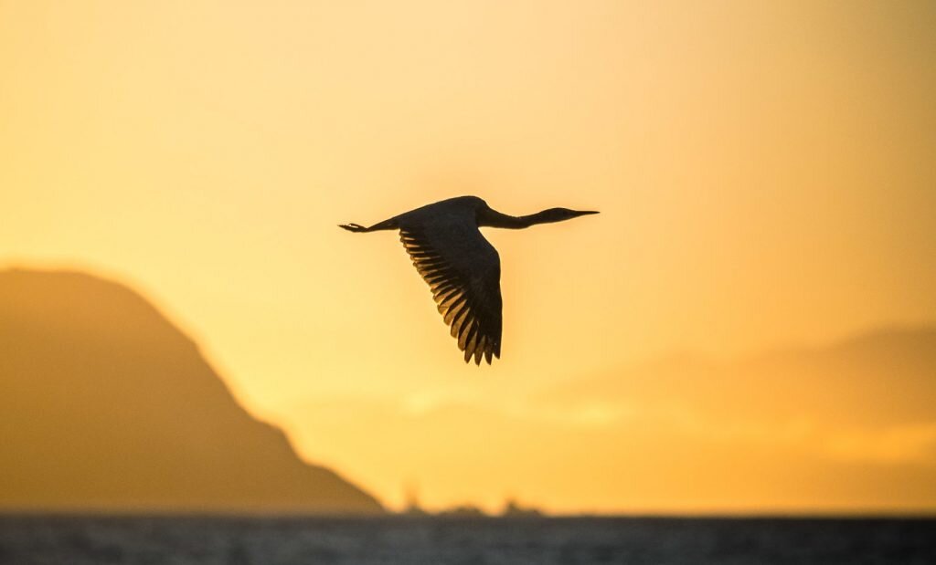 Фото: Stewart Baird/Flickr