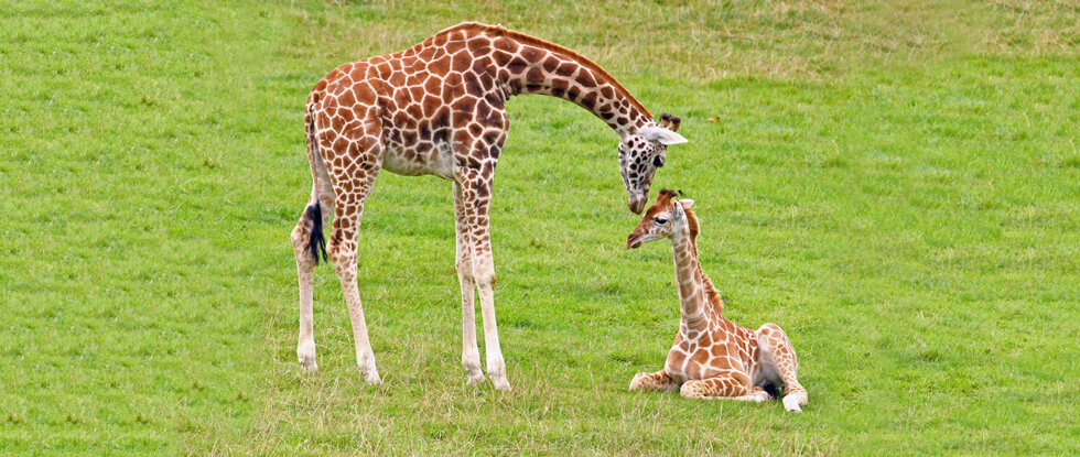 https://www.kiprinform.com/wp-content/uploads/2016/06/baby-giraffe.jpg